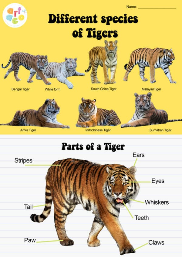 Artaco-Tiger-Workbook-6tzdtp_2